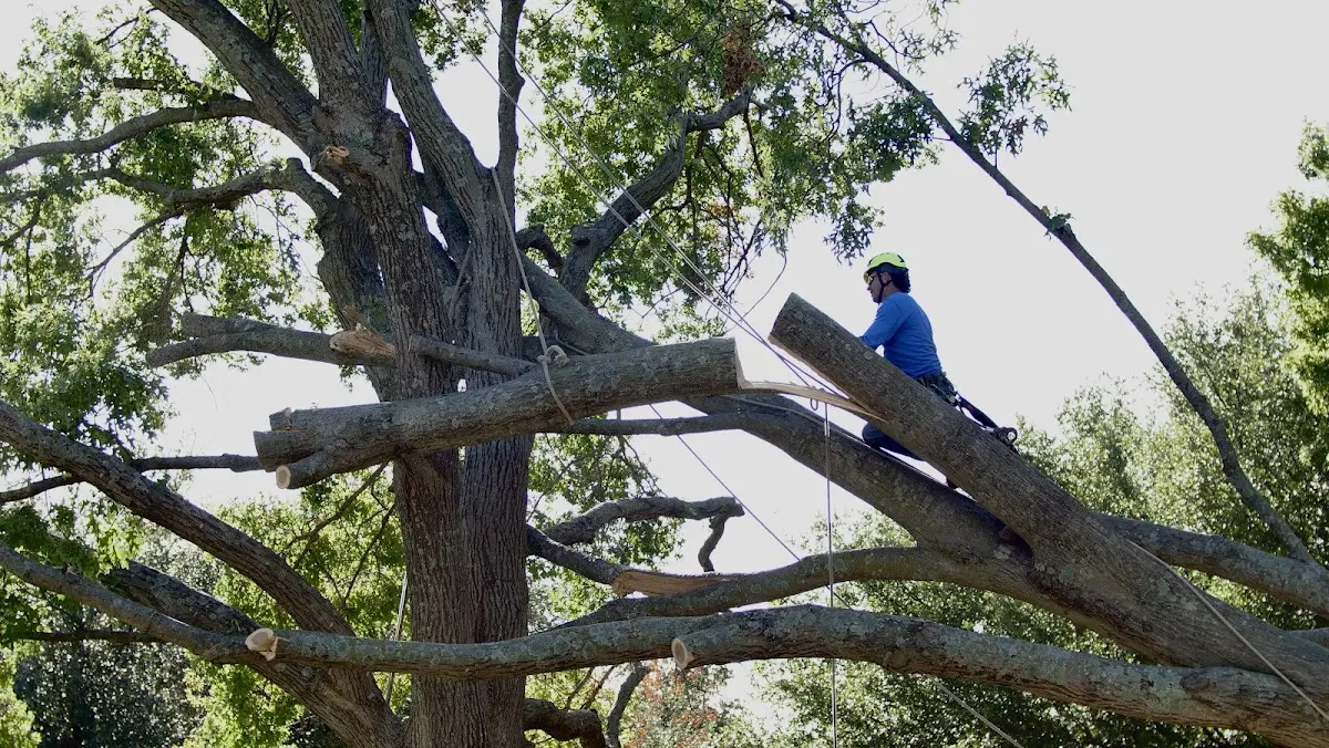 Professional Hazardous Tree Removal performed by certified arborists in Chilhowee